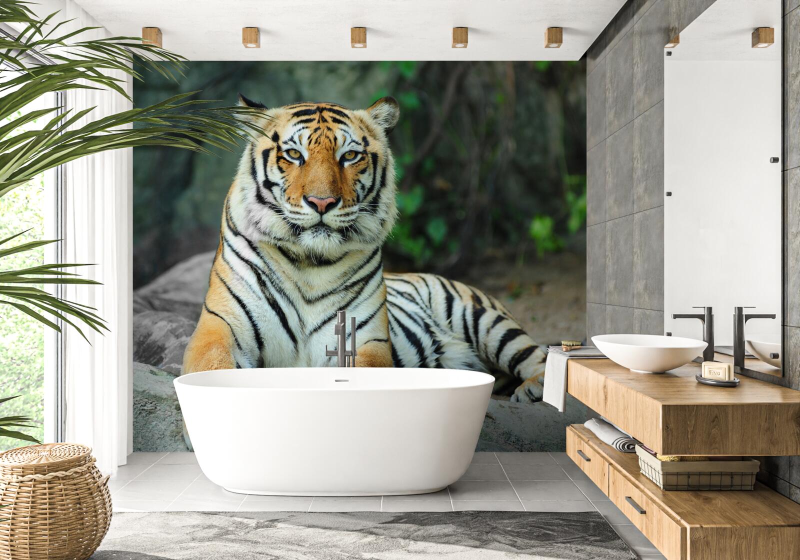 Fototapeten Ein wunderschöner Tiger im Urlaub