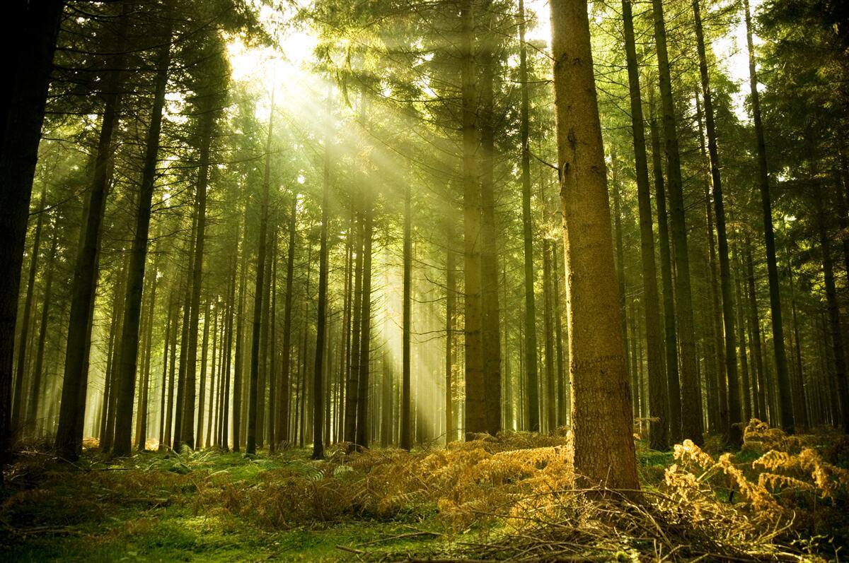 Fototapeten Die Sonnenstrahlen beleuchten den Wald