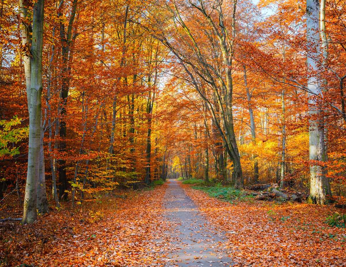 Fototapeten Bäume mit fallenden Blättern im Herbst