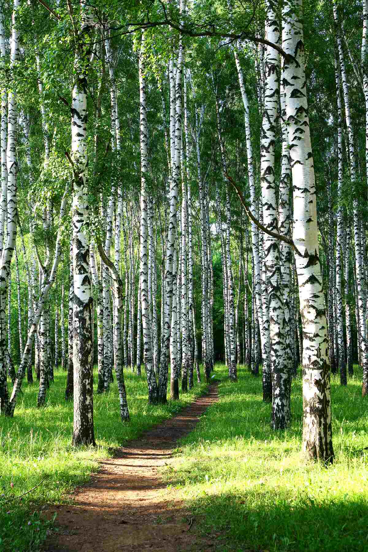 Fototapeten Der Weg, der durch den Birkenhain läuft