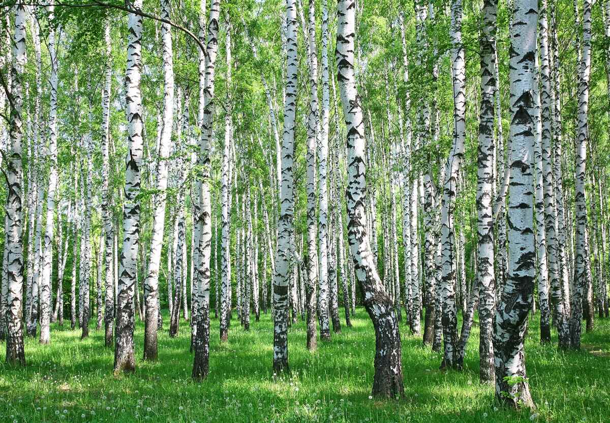 Fototapeten Es gibt viele Birken im Wald