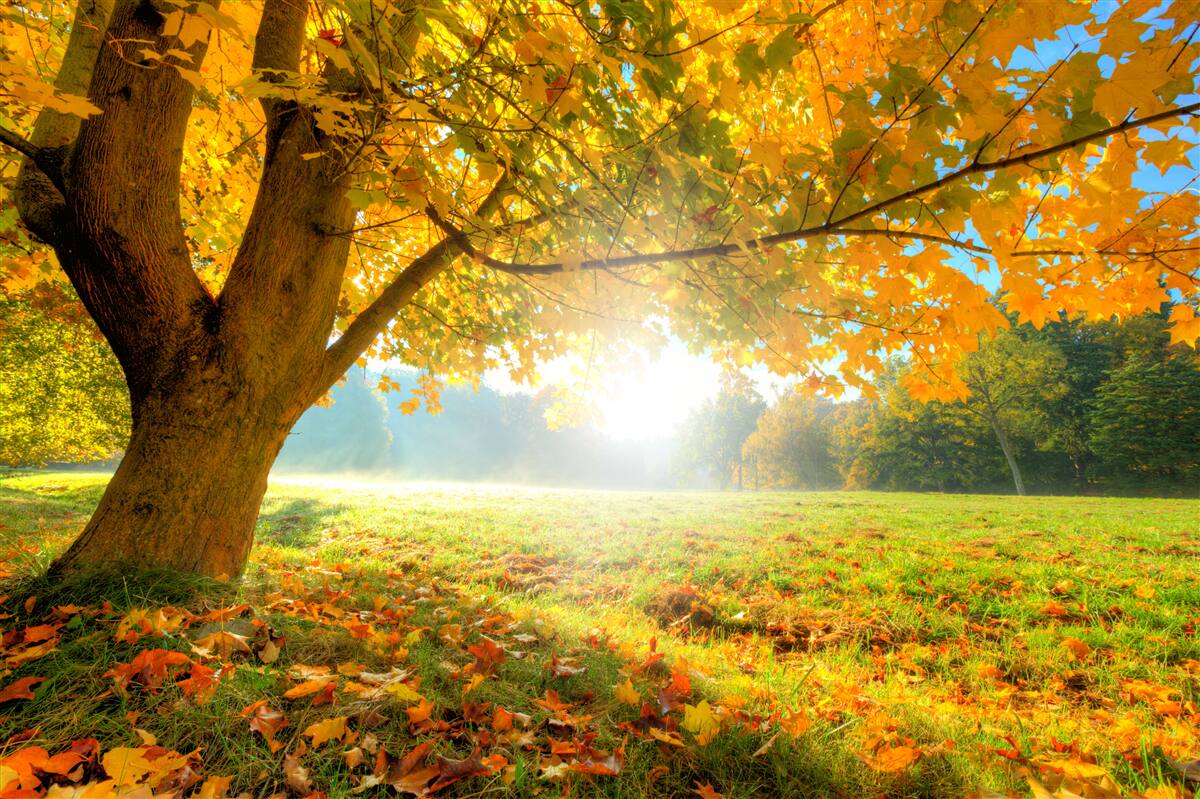 Fototapeten Herbstwald von der Sonne beleuchtet