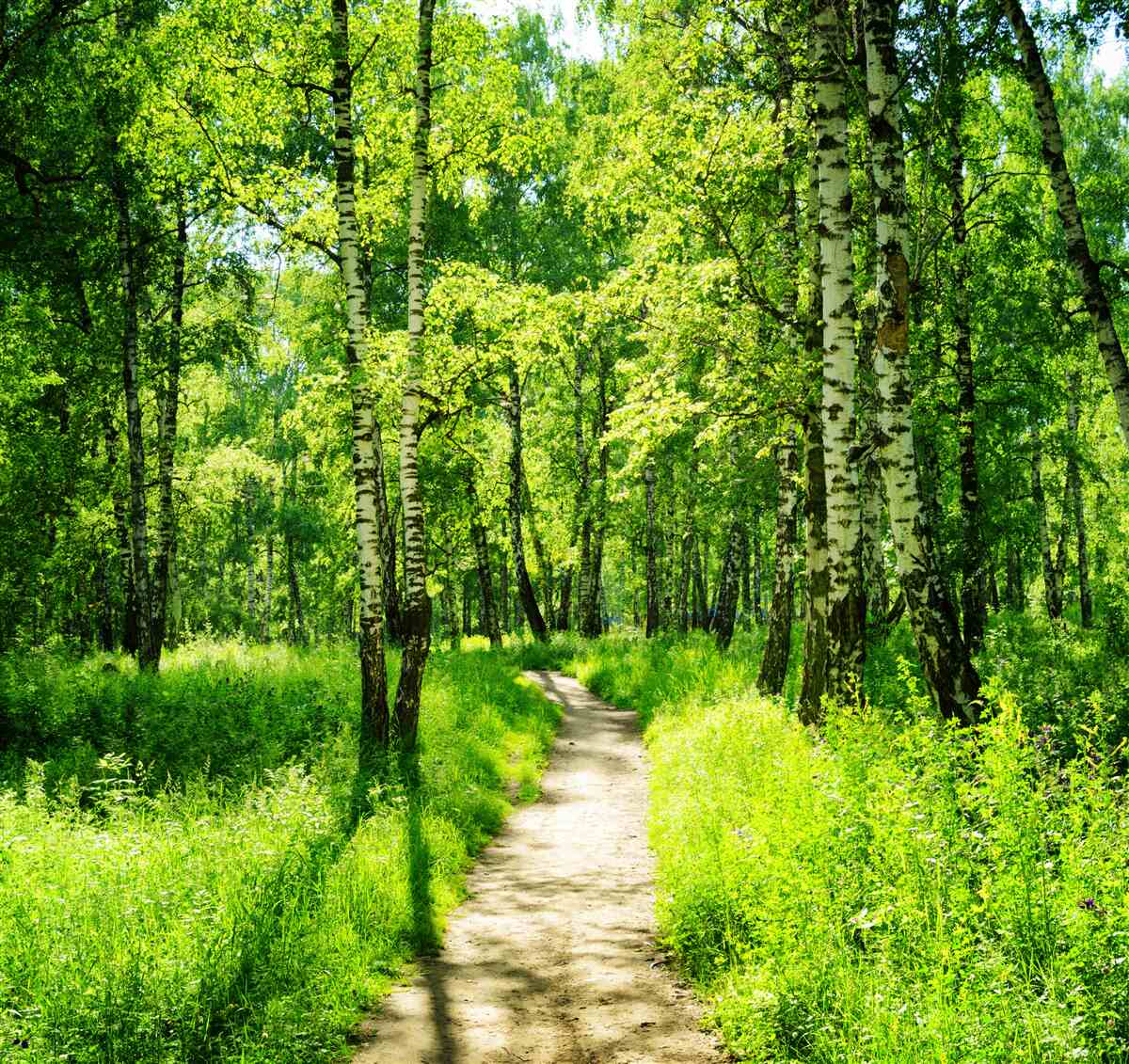 Fototapeten Der Weg, umgeben von grünen Bäumen