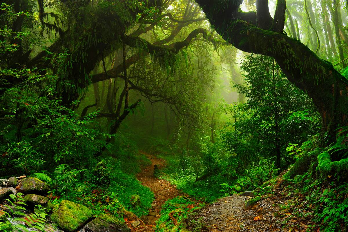 Fototapeten Weg durch einen dicken grünen Wald