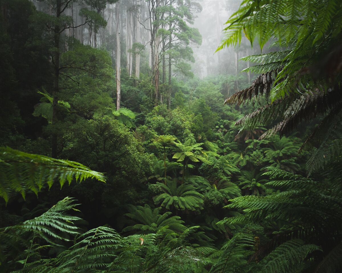 Fototapeten dichter Smaragdwald