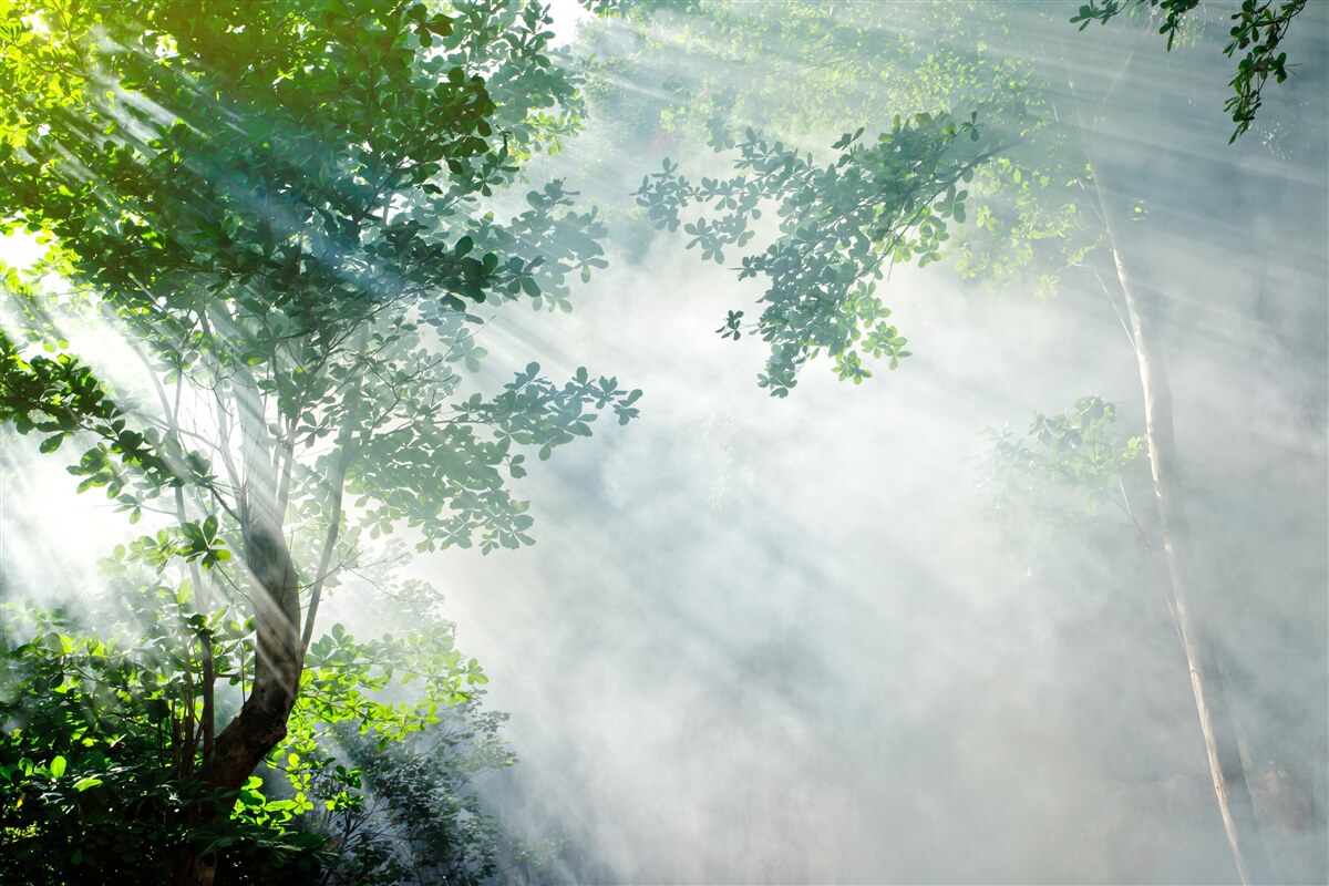 Fototapeten Die Strahlen der Morgensonne durchdringen durch den Wald