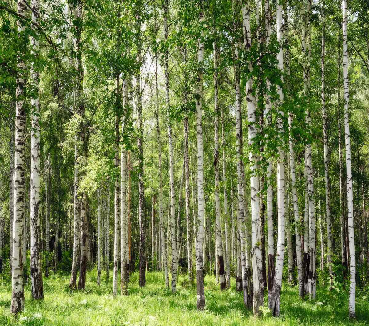 Fototapeten anmutige Birke