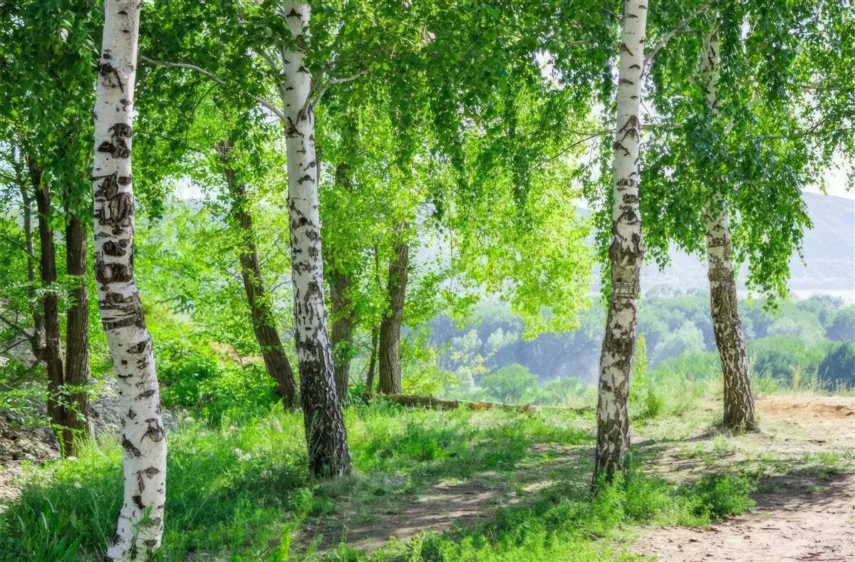 Fototapeten Ein Wald voller grüner Birken