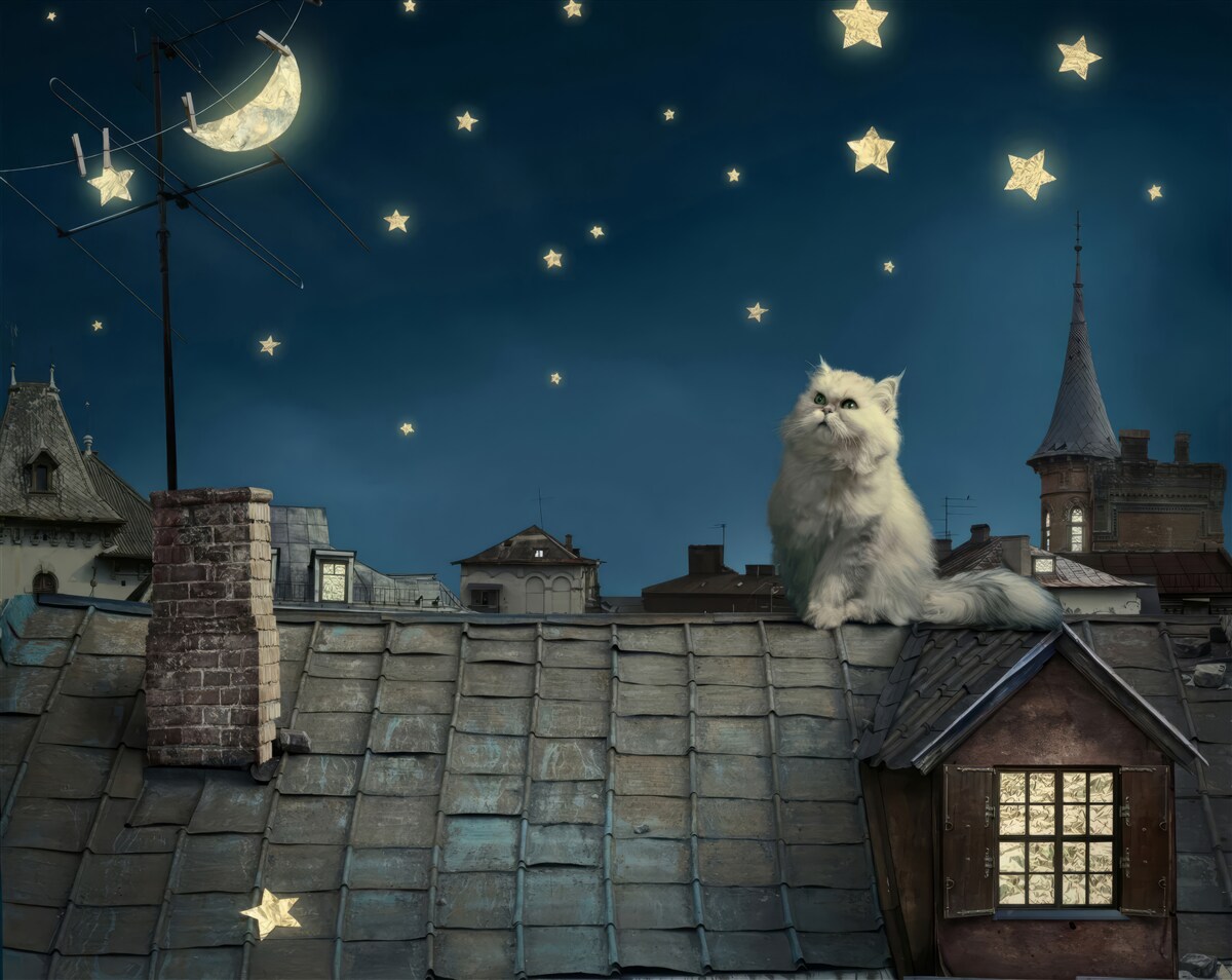 Fototapeten Auf dem Dach bewundert eine weiße Katze die Sterne