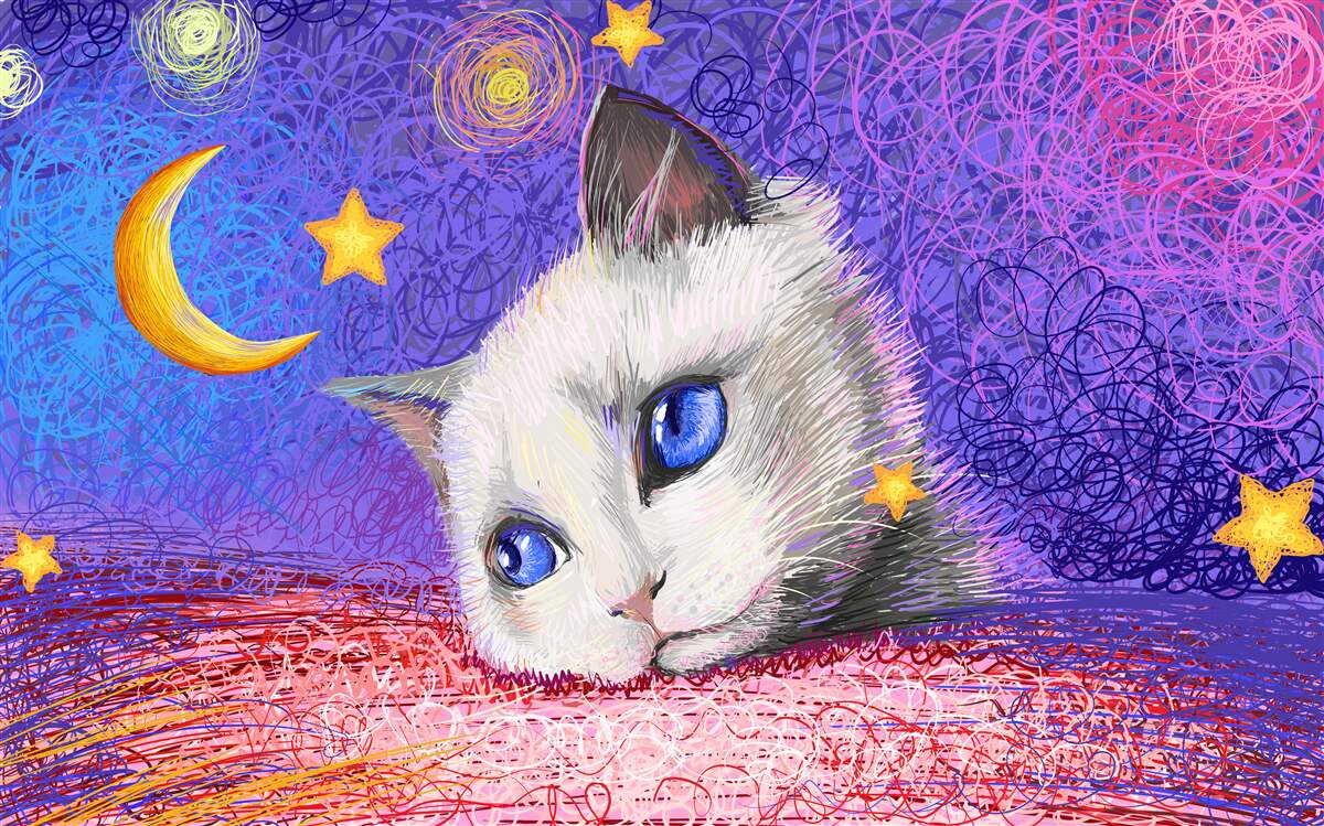 Fototapeten Eine charmante Katze beobachtet den Mond
