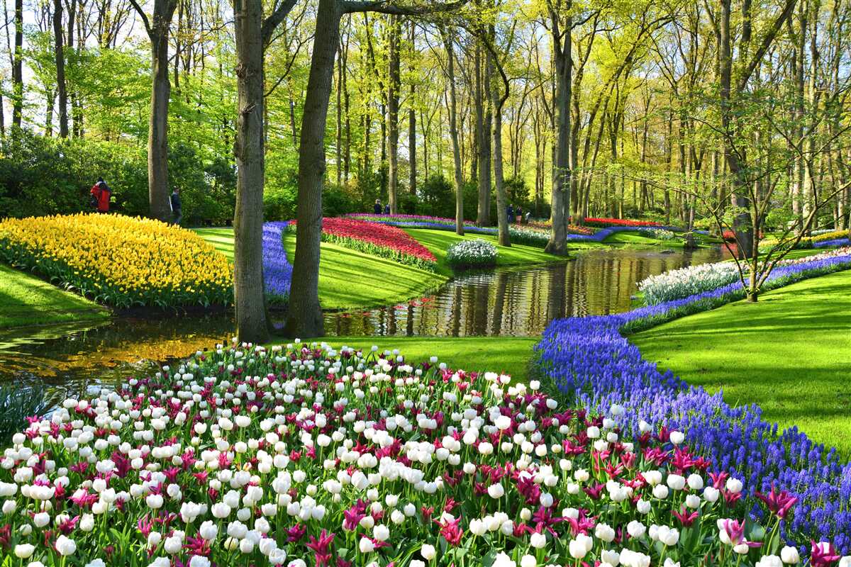 Fototapeten Ein toller Weg mit Tulpen in der Nähe von Wasser