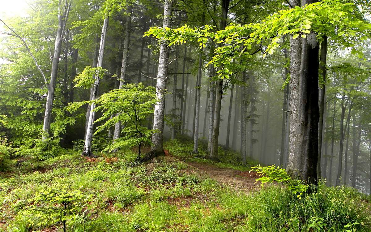 Fototapeten Nebelwald mit Blättern