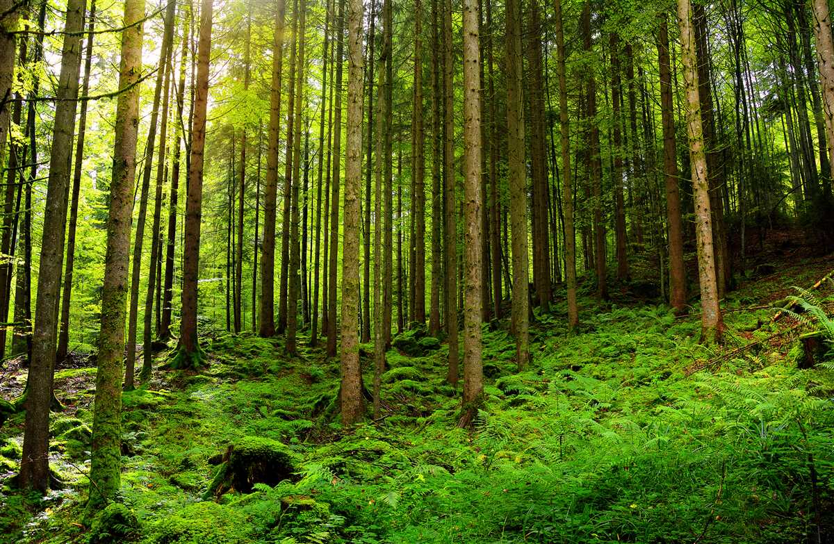 Fototapeten Die Sonnenstrahlen durchdringen durch den Wald