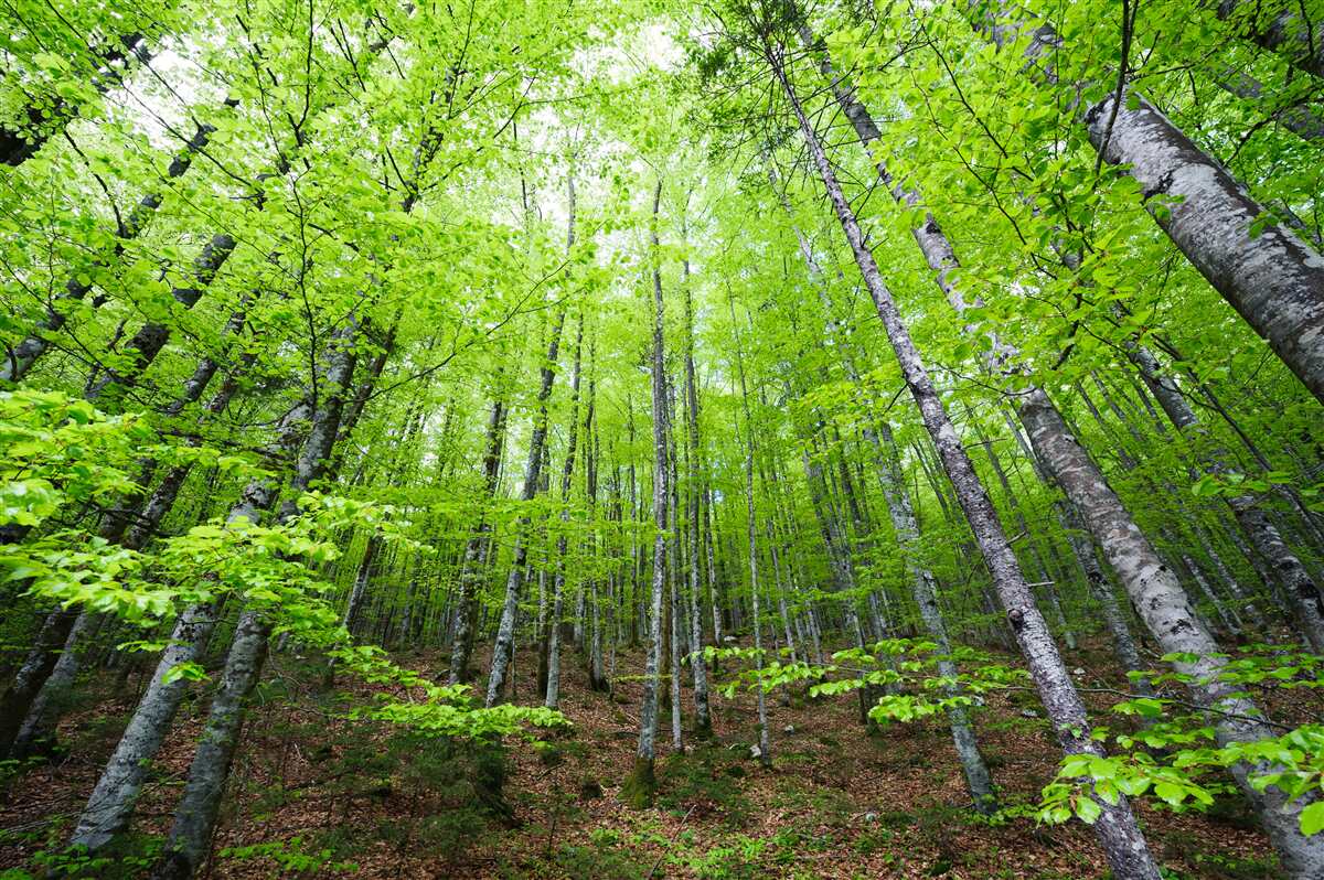 Fototapeten Die grünen Baumkronen im Wald sind hell