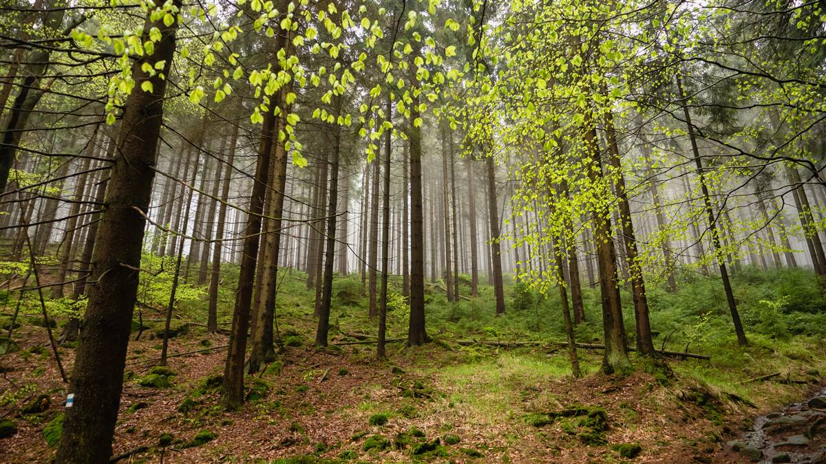 Fototapeten Grüner Wald nach Regen