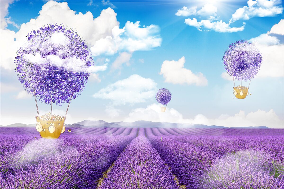 Fototapeten Lavendelplantage und Luftballons