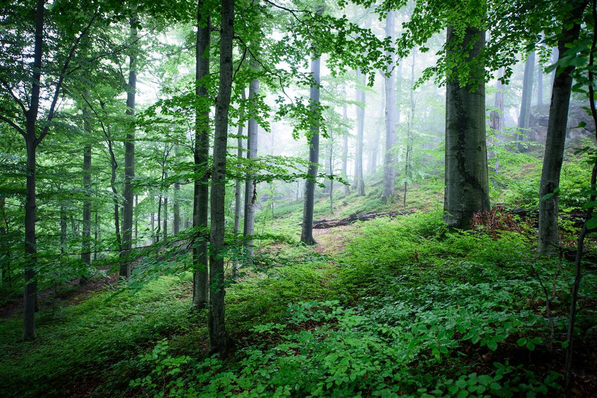 Fototapeten Der Nebel fällt auf das Walddickicht