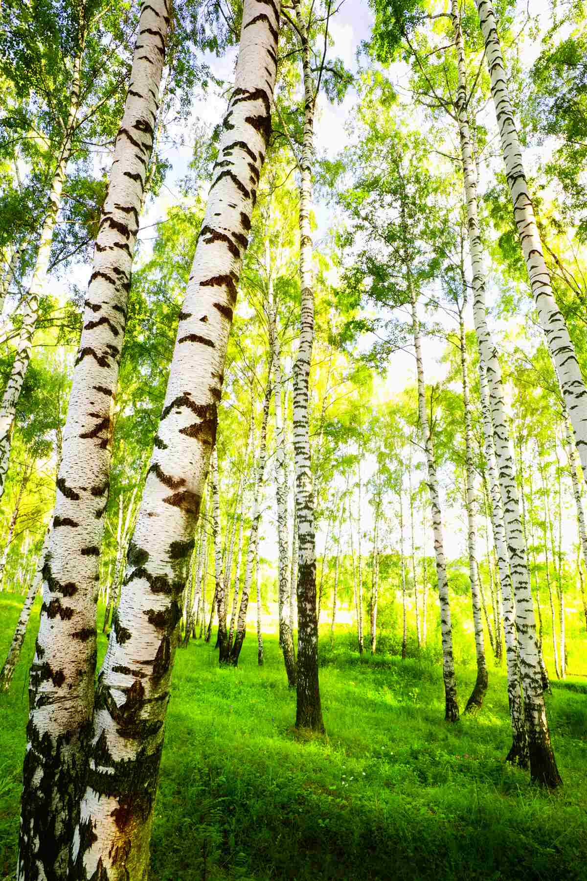 Fototapeten Sommerhain von schlanken Birken