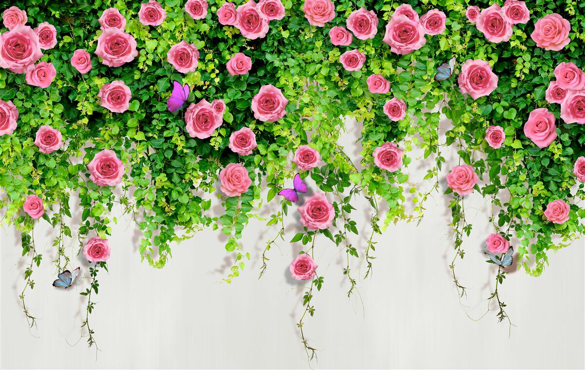Fototapeten Strauchrosen mit einer reichen rosa Farbe