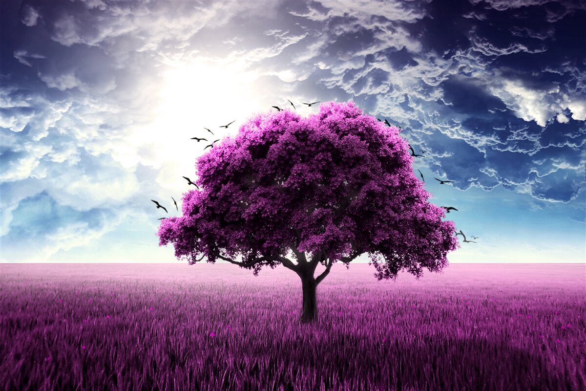 Fototapeten Ein Baum mit lila Blüten