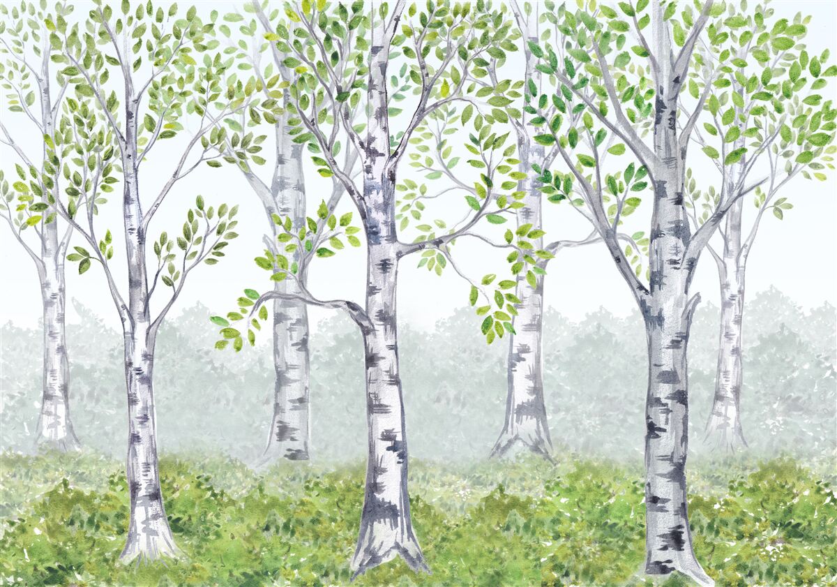 Fototapeten Aquarell mit Birkenhain darstellen