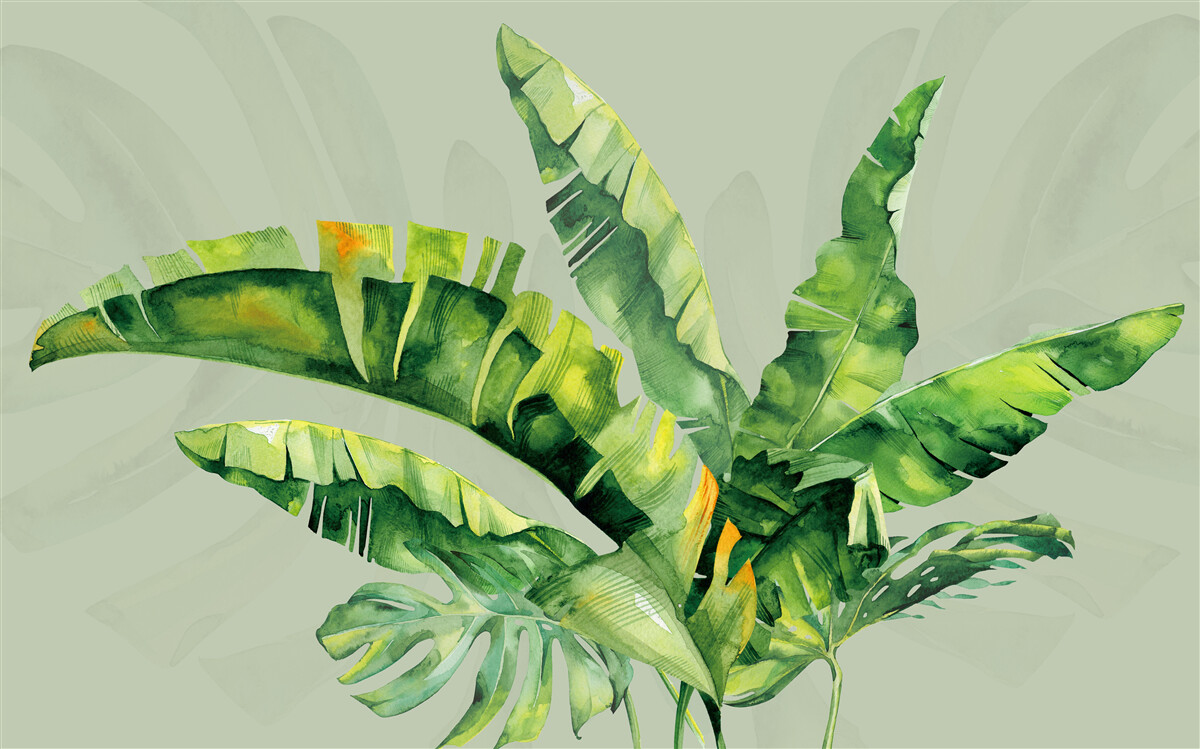 Fototapeten Monstera und Green Paproć