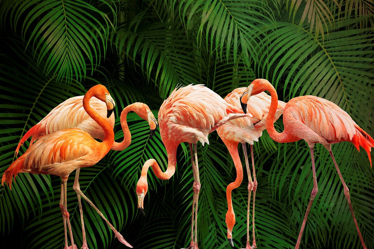 Fototapeten Rosa Flamingos im Wald mit grünen Bäumen