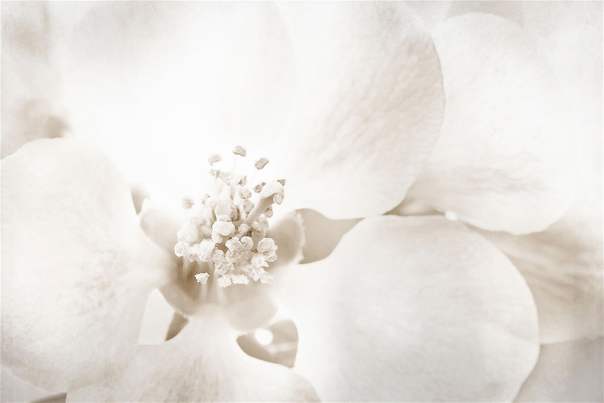 Fototapeten großer empfindlicher Orchideen -Donut