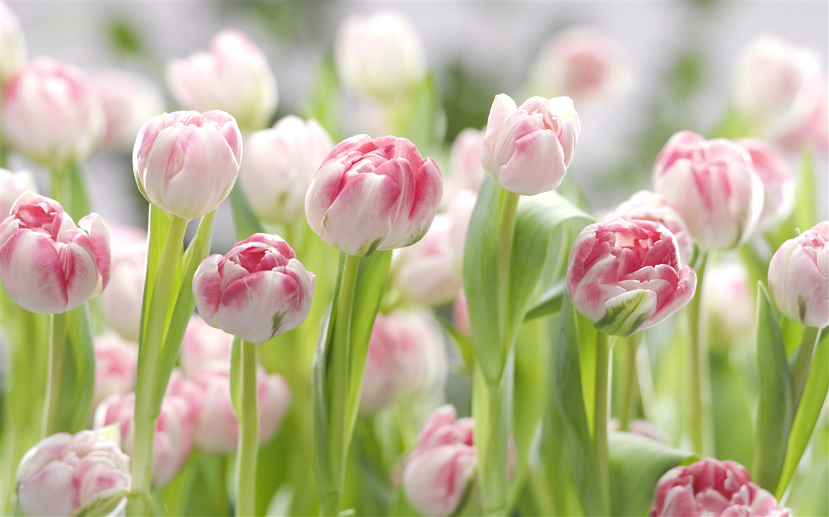 Fototapeten Ungeöffnete Knospen von Tulpen