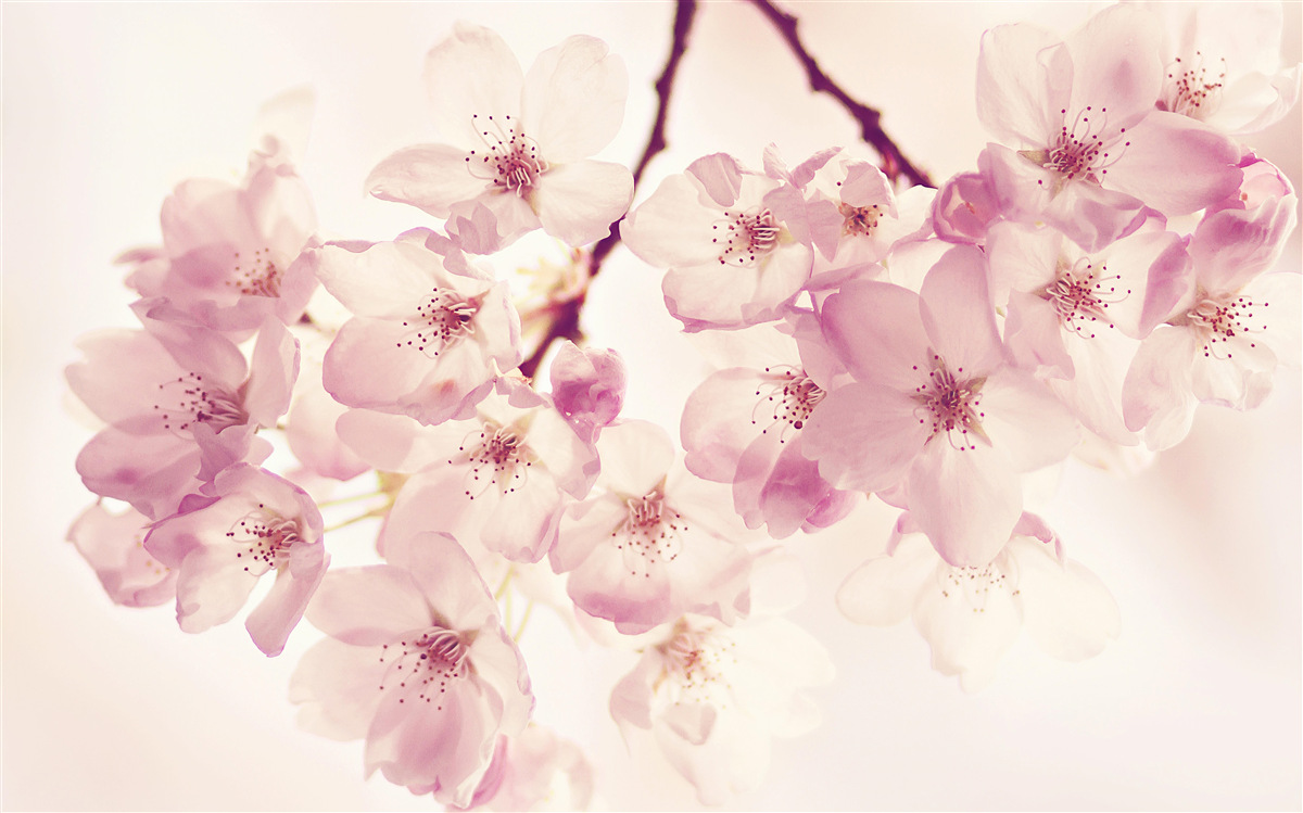 Fototapeten Blumen der wilden Kirsche, voller Delikatesse