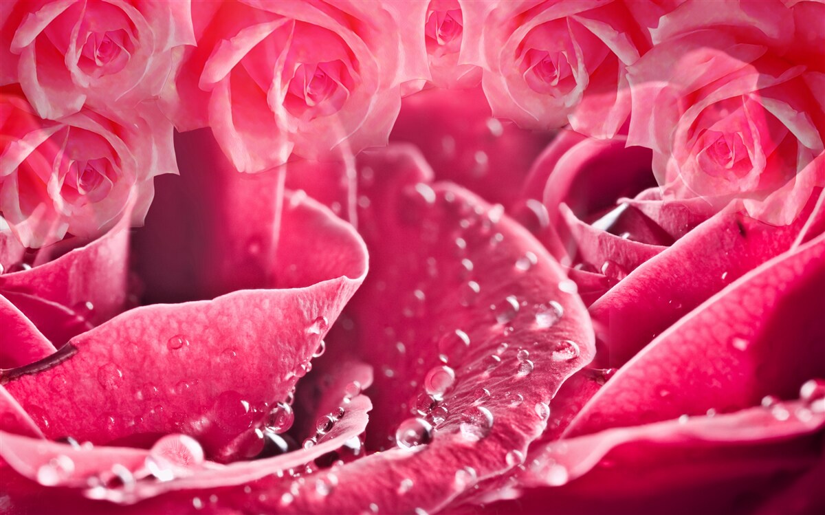 Fototapeten Rosa fällt für Rose ab