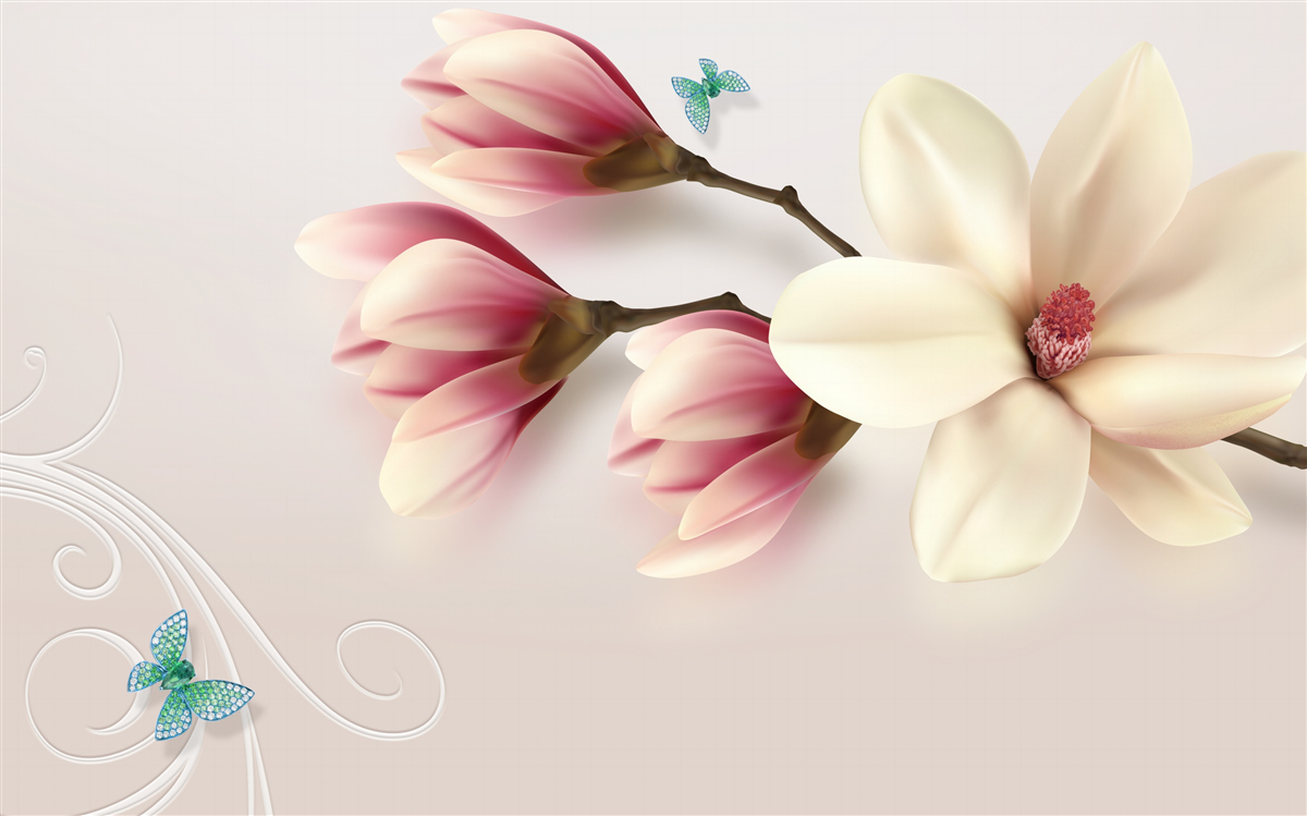 Fototapeten Weiße Magnolie in voller Blüte