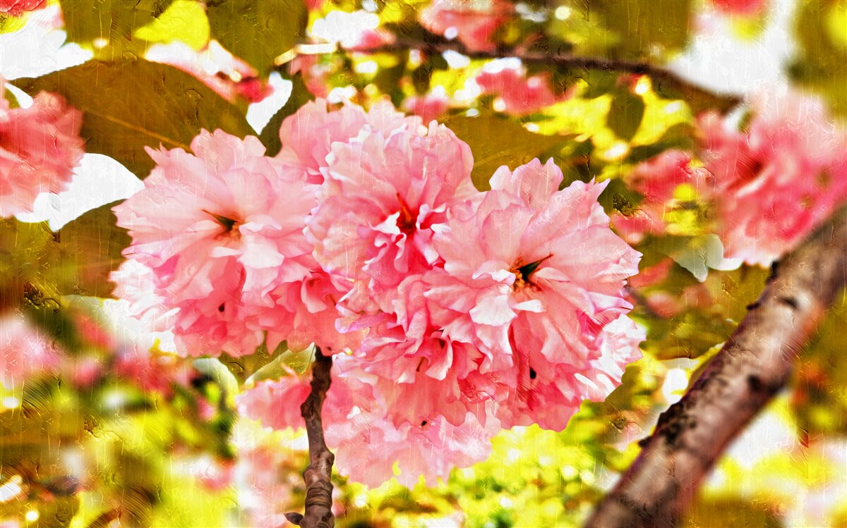 Fototapeten Kanzan Sakura in voller Blüte