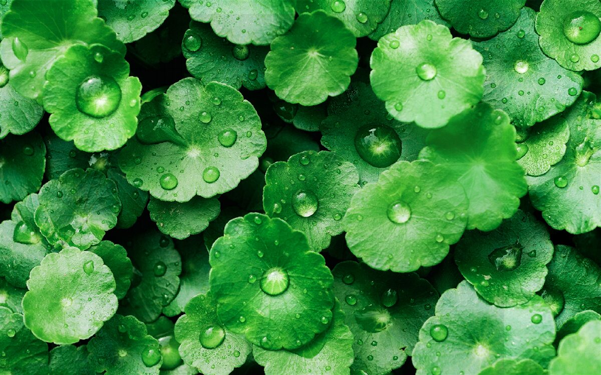 Fototapeten grüne Blätter mit frischen Wassertropfen bedeckt