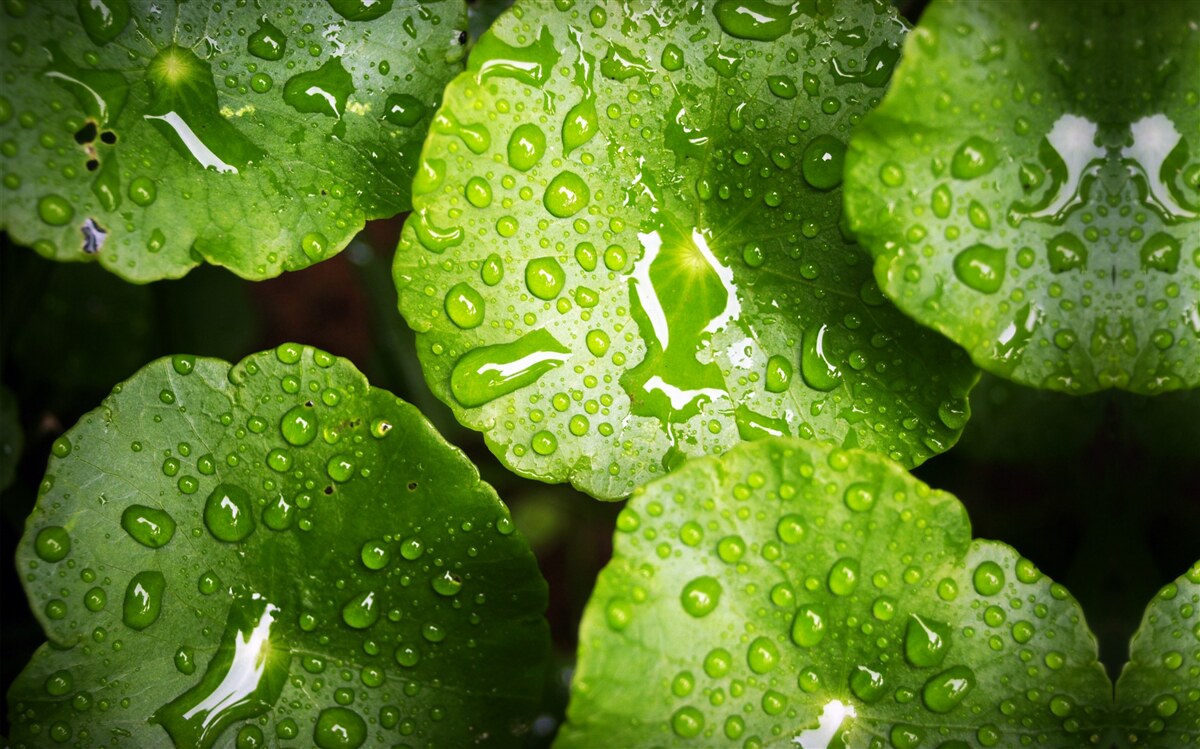 Fototapeten Die mit Regentropfen gewaschenen Blätter nahmen einen reichen grünen Farbton auf