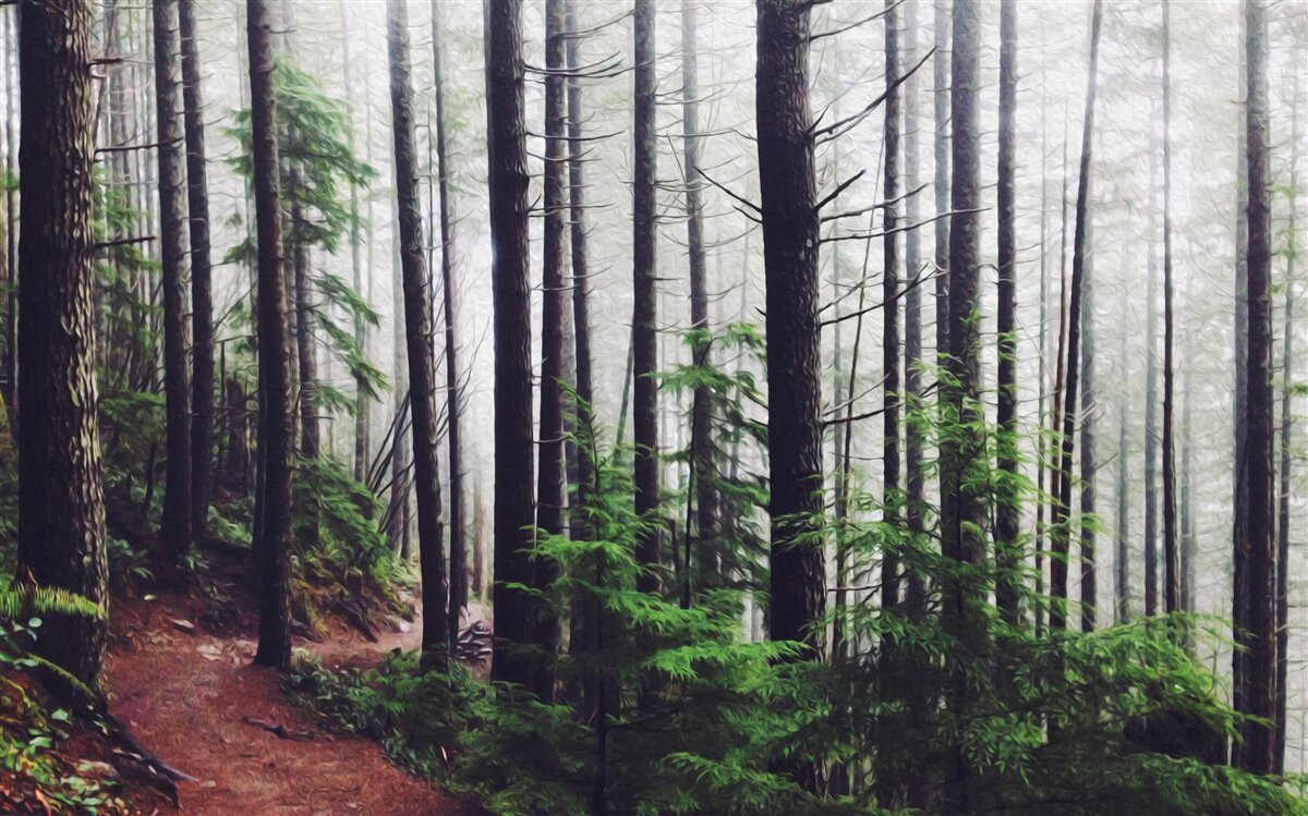 Fototapeten Der neblige Wald ist voller großer und schlanker Bäume