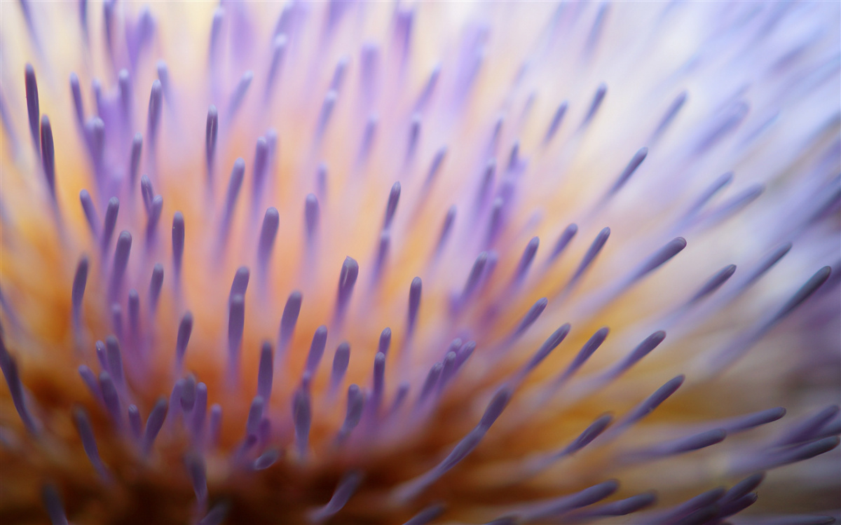 Fototapeten Liliowy Thistle aus Schottland
