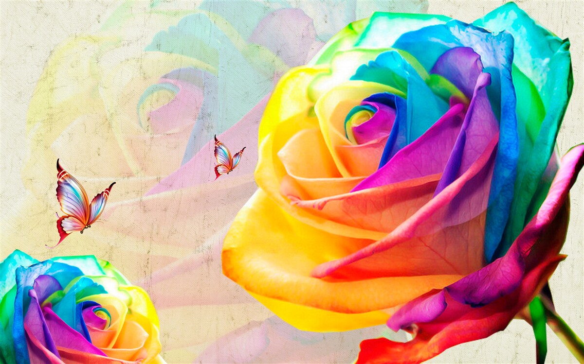 Fototapeten Rose in der Farbe des Regenbogens