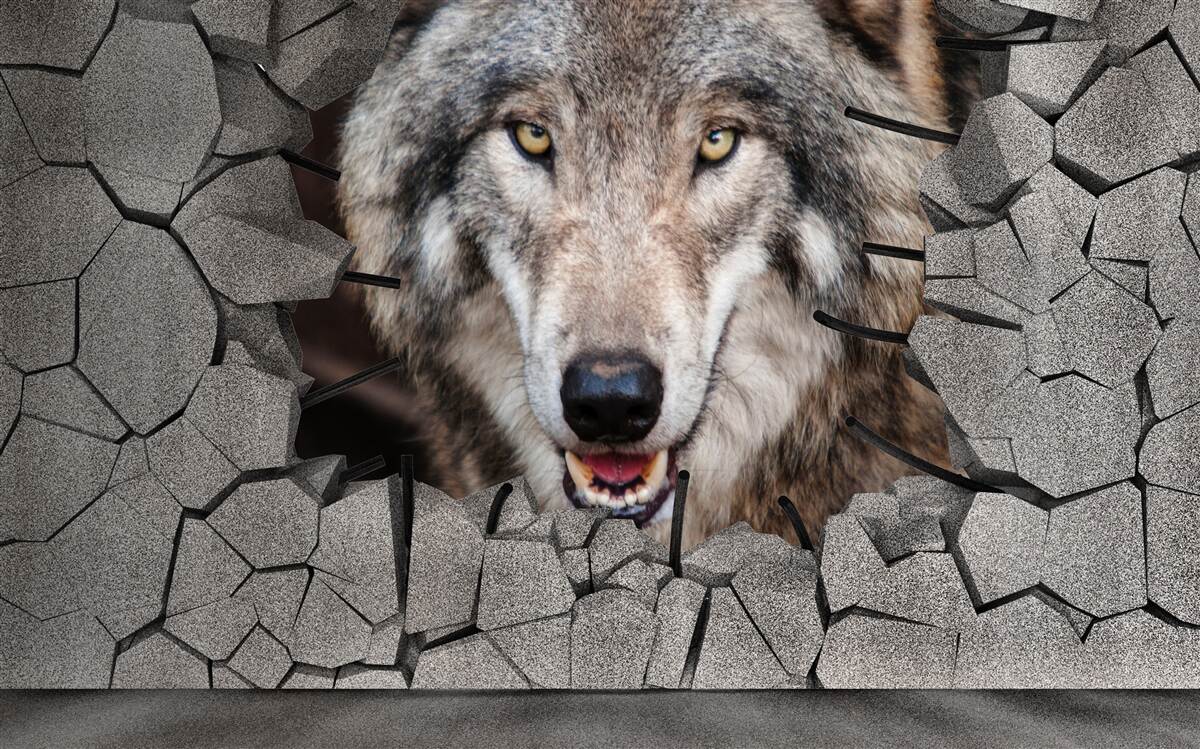 Fototapeten Der Wolf aus dem Wald zerstört die Mauer